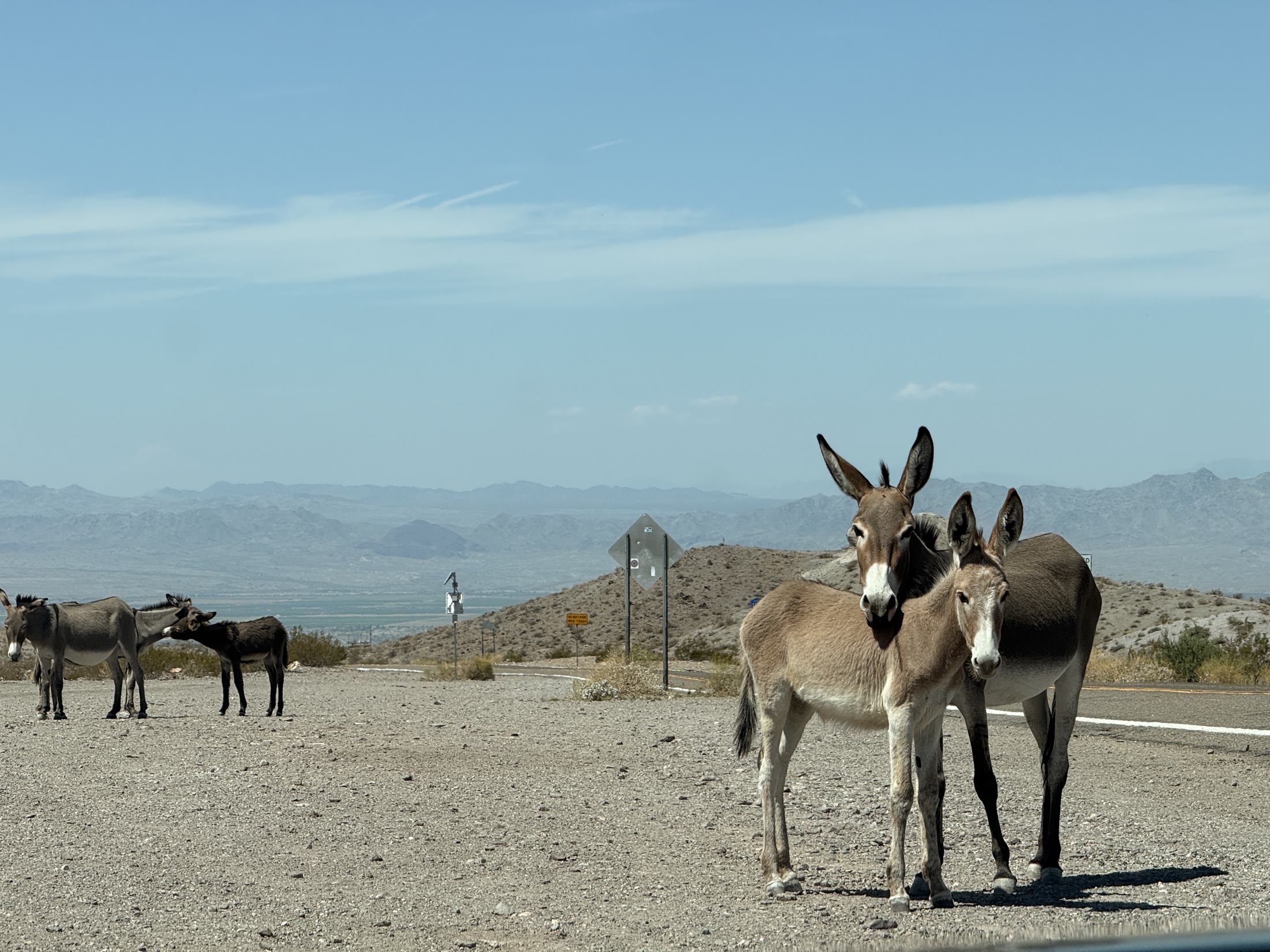 Wild burros roaming the open desert west of Oatman.