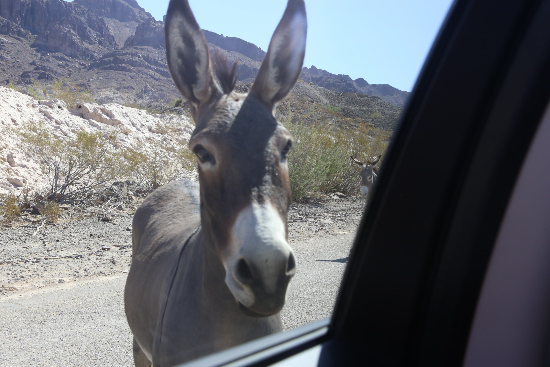 An Oatman burro comes over to greet us through the car window.