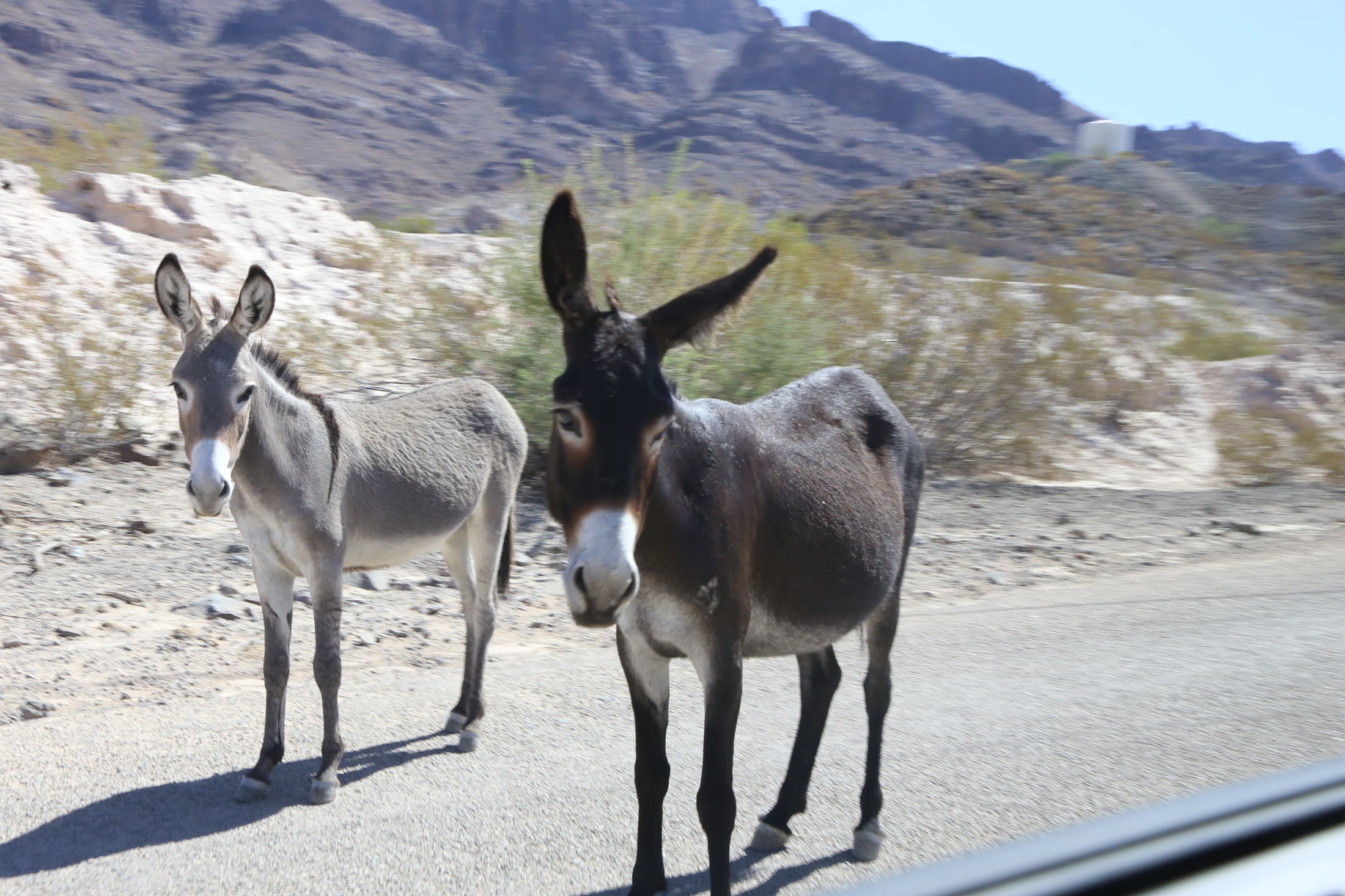 Two of Oatman’s wild burros pause beside the road.